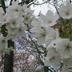 Japanisches Kirschblütenfest i. d. Gärten der Welt in Berlin