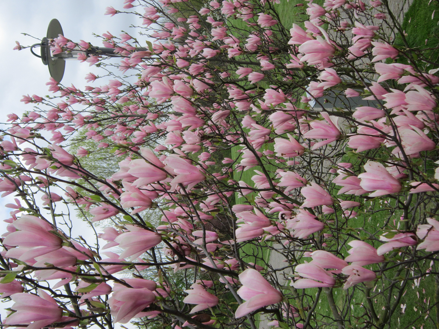 Japanisches Kirschblütenfest i. d. Gärten der Welt in Berlin