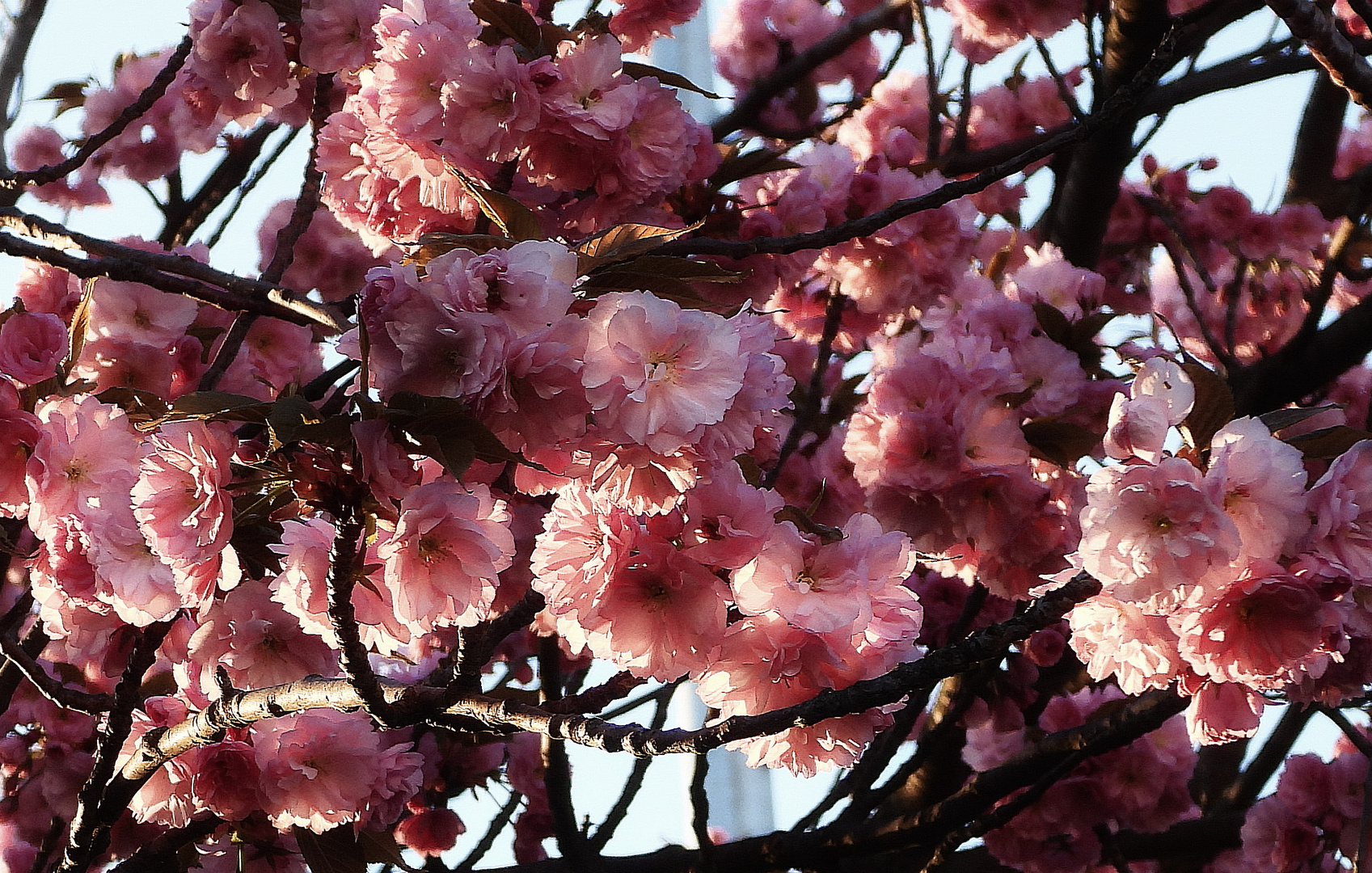 Japanisches Rosengewächs (Baum) Foto & Bild landschaft, natur