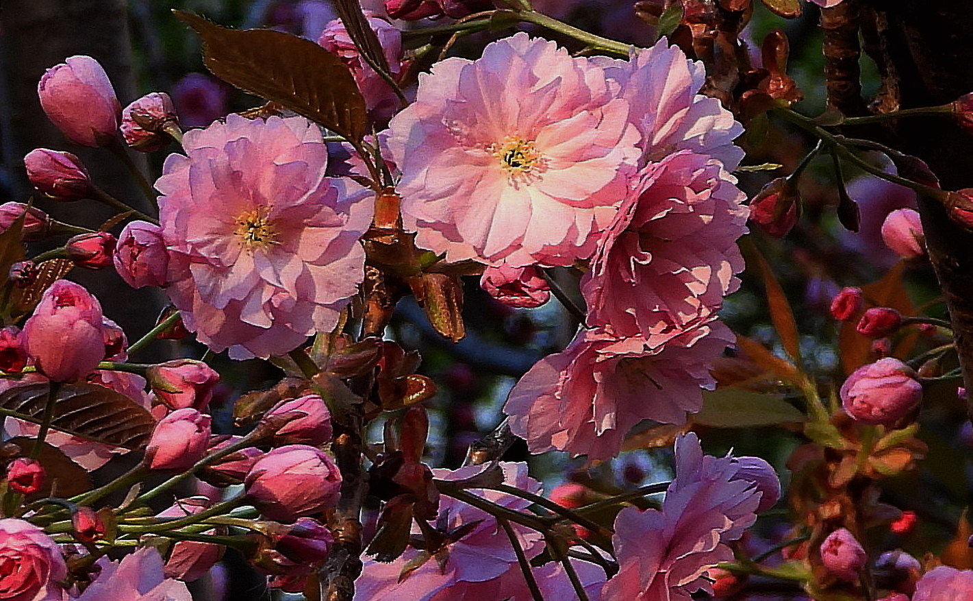 Japanisches Rosengewächs (Baum) Neue Bäume gepflanzt. Wien Ottakring