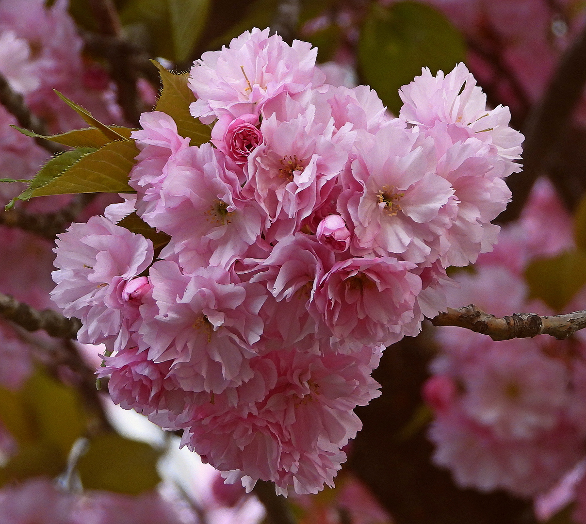 Japanisches Rosengewächs (baum) Schöne Blüten aber nur sehr kurz