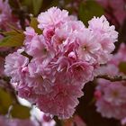 Japanisches Rosengewächs (baum) Schöne Blüten aber nur sehr kurz