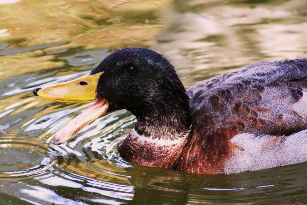 Japanisches Seidenhuhn  1