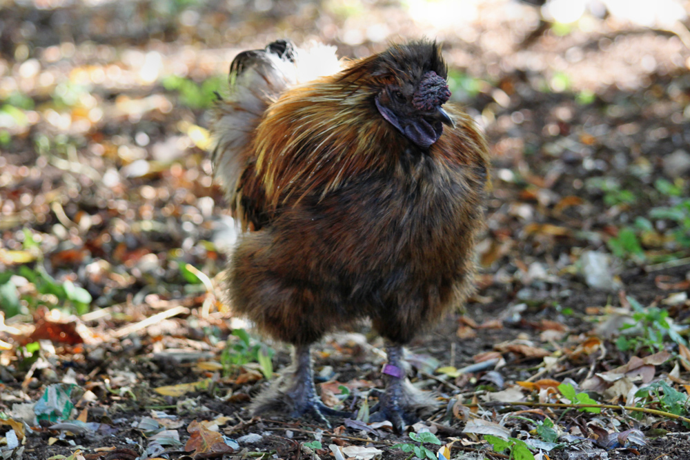 japanisches Seidenhuhn