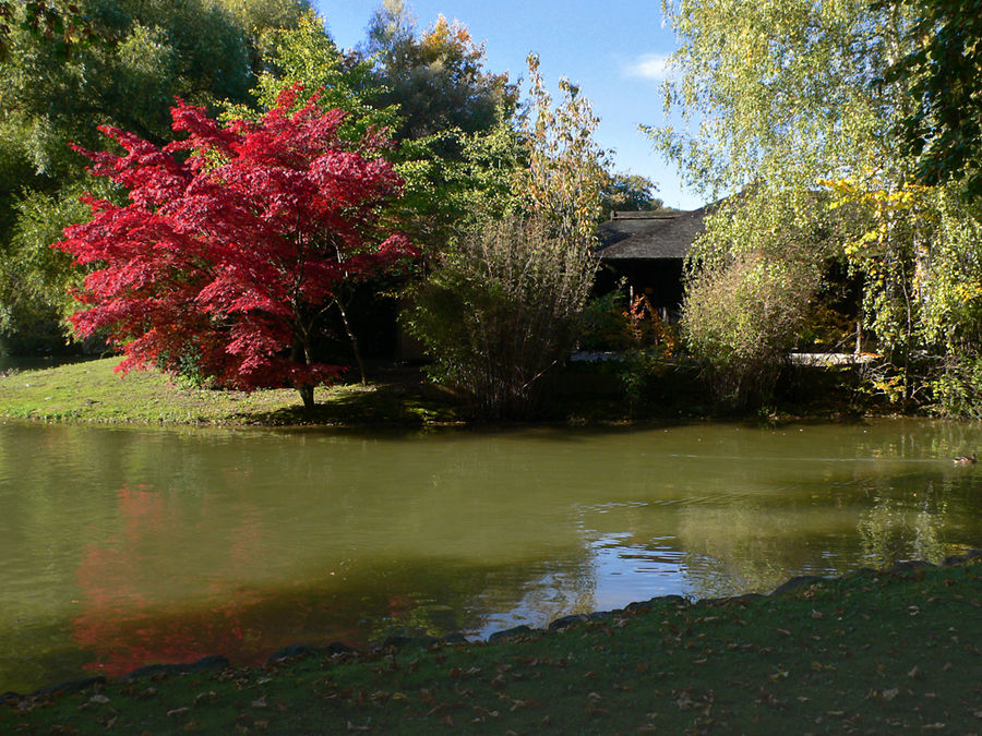 Japanisches Teehaus Foto & Bild | pflanzen, pilze & flechten, bäume