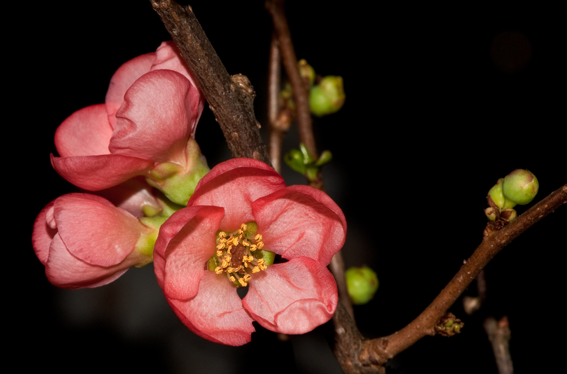 JAPANKIRSCHBLÜTE