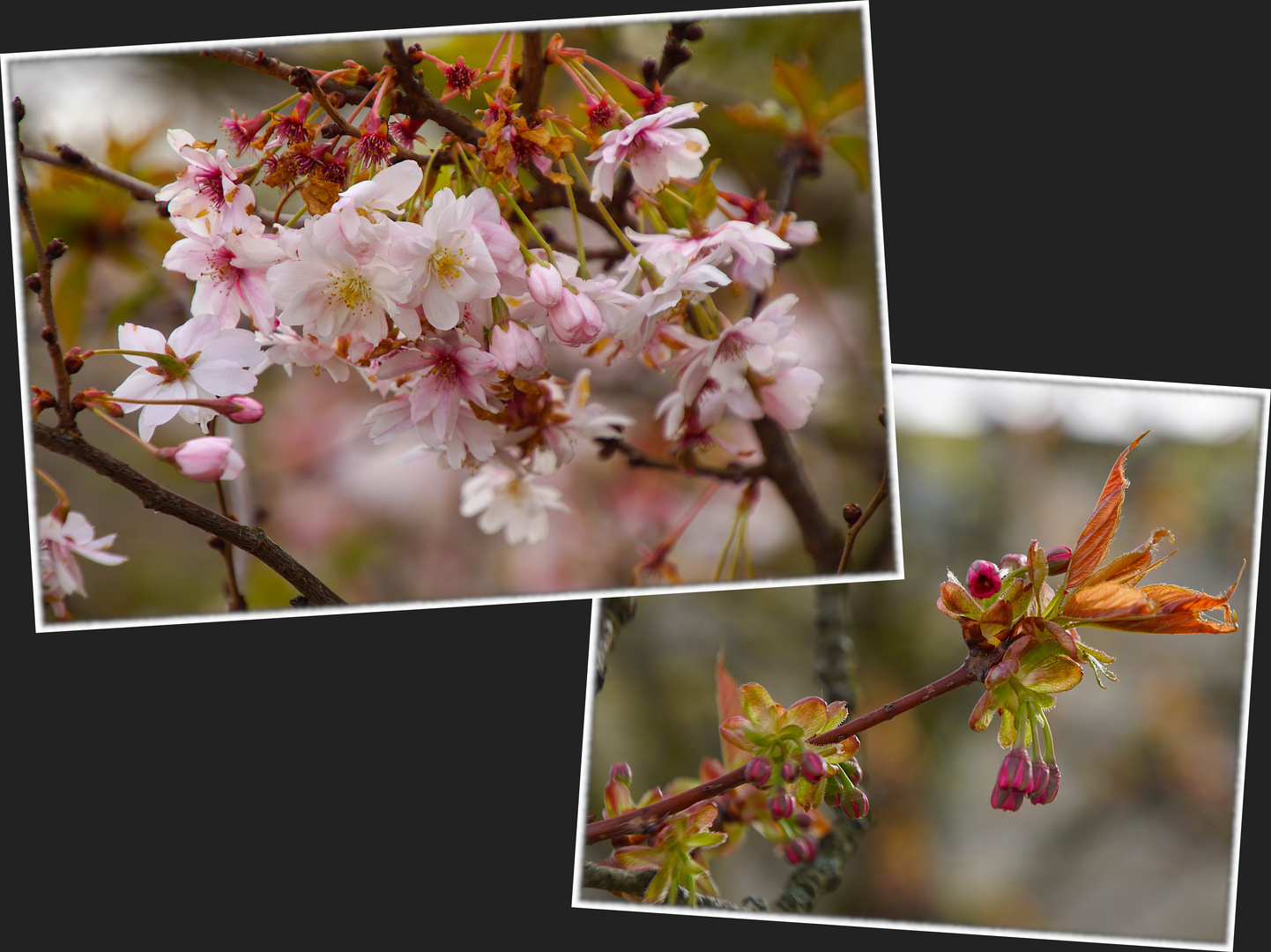 Japankirschblüten und -knospen