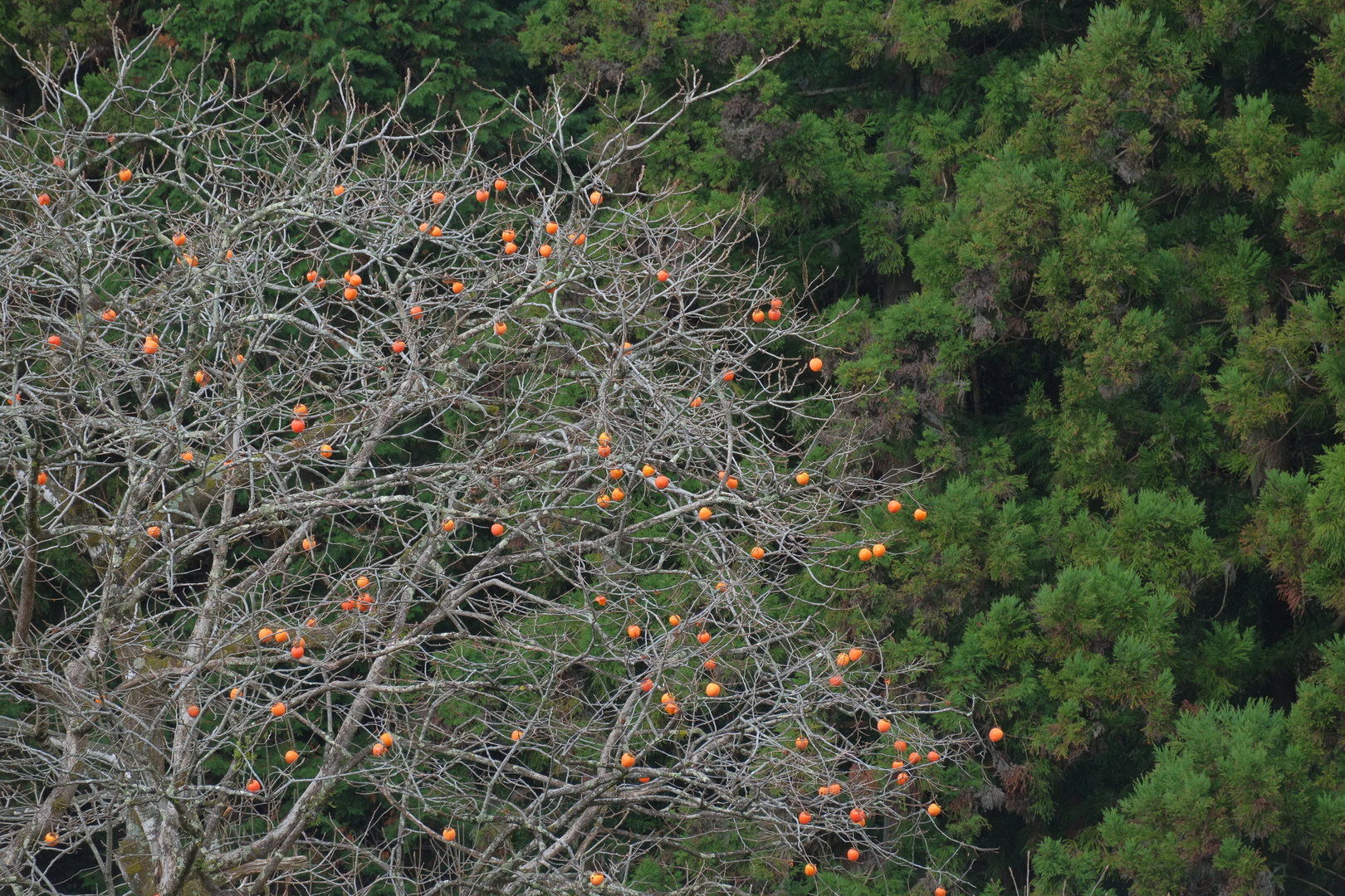 Japan_Magome_15