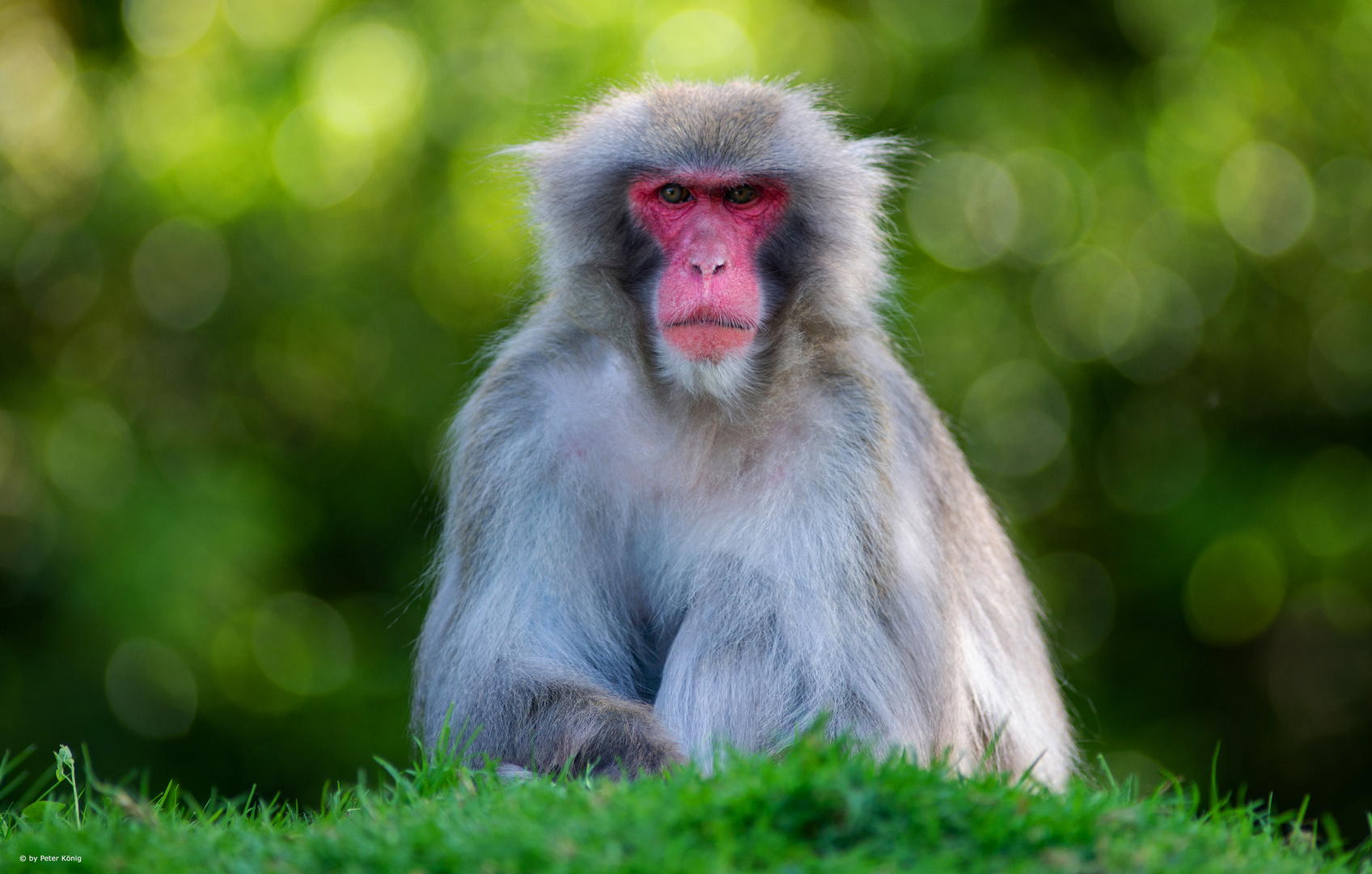 Japanmakak Portrait