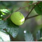 Jap_Scheinquitte_100_0202_Frucht_hinten