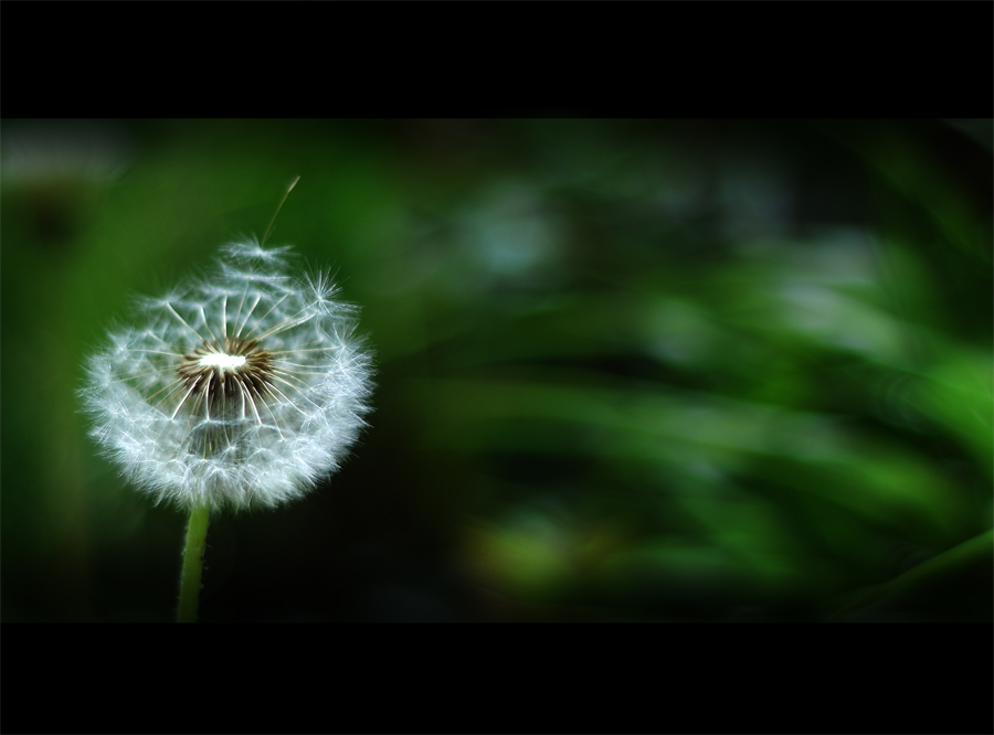 ja.....Pusteblume