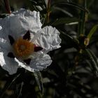 jara blanca por la mañana temprano