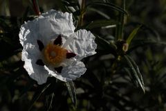 jara blanca por la mañana temprano