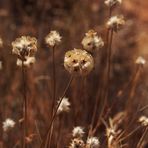 jaramagos secos, septiembre en el campo. 