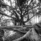 Jardim Botanico, Lisboa