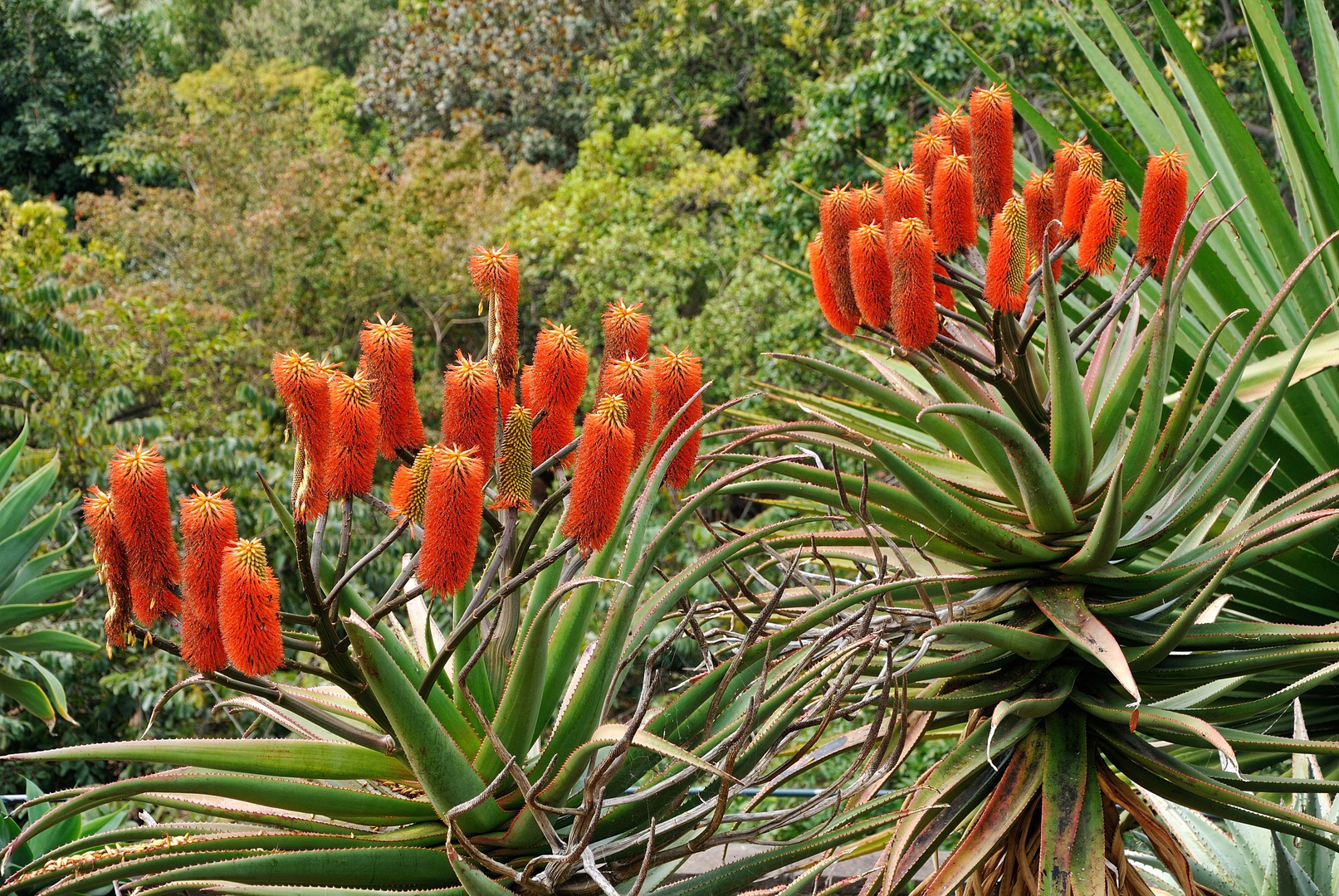 Jardim Botânico