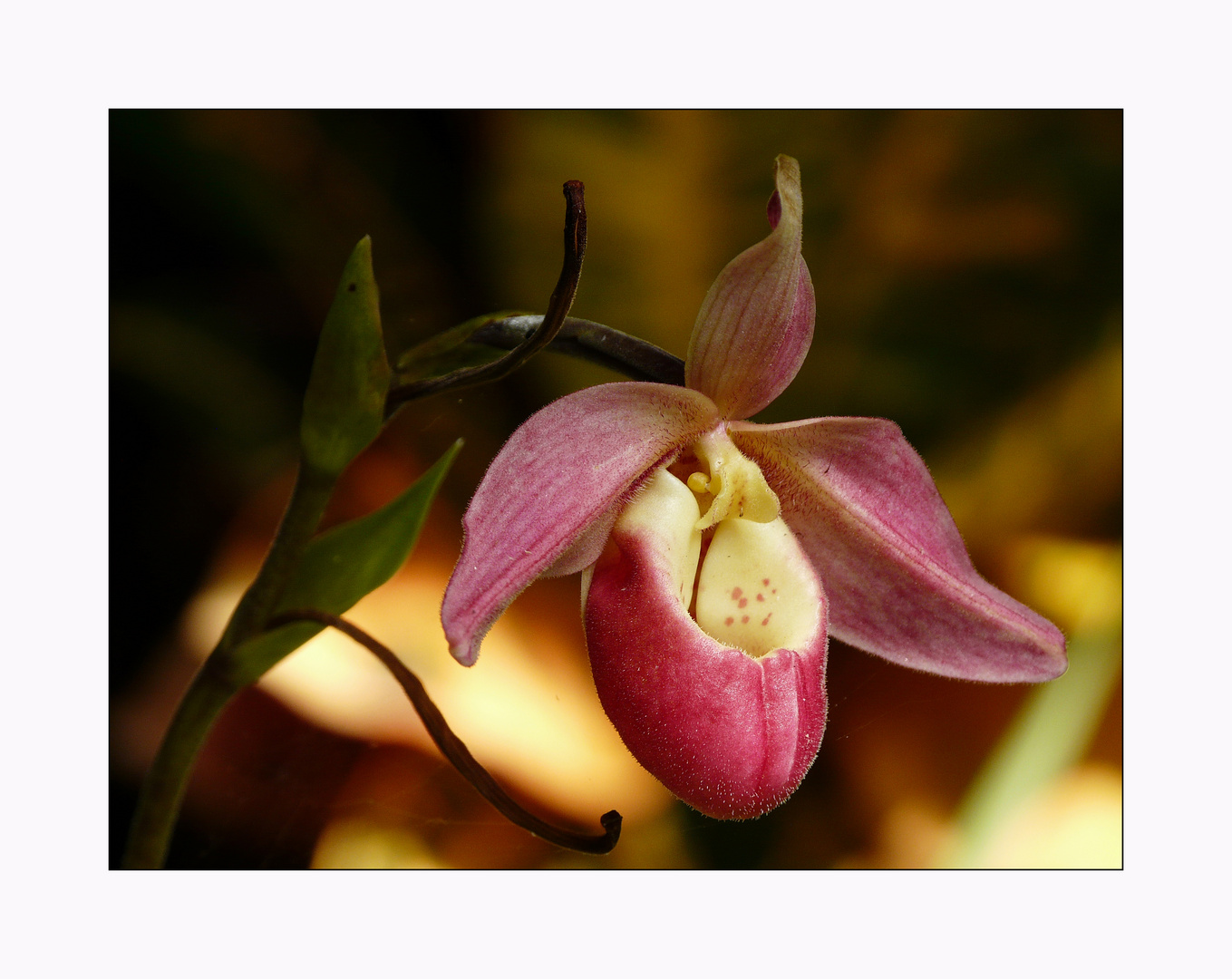 Jardim Orquidea Funchal