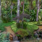 Jardim Tropical  (Terra Nostra, Acores)