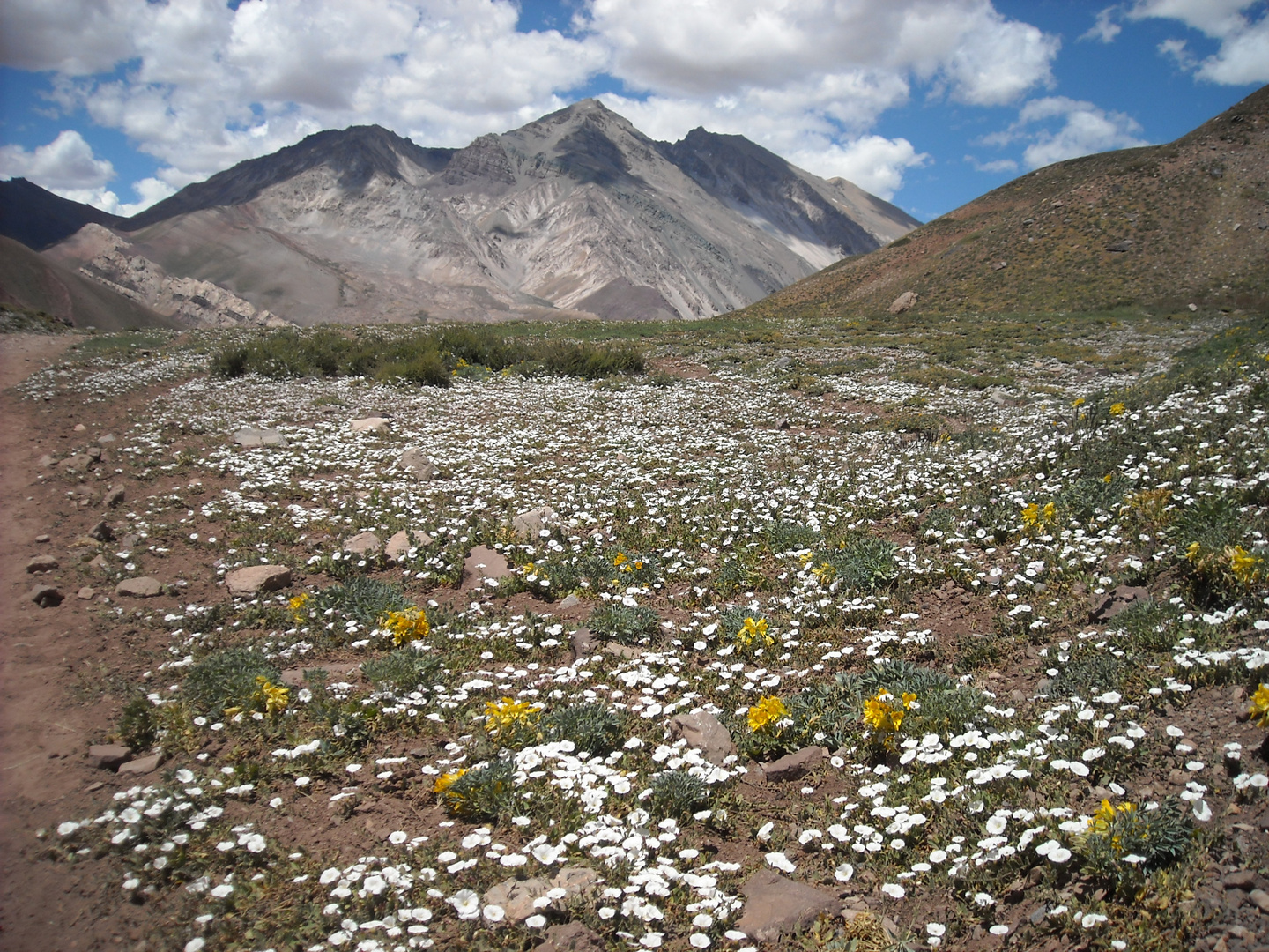 Jardín