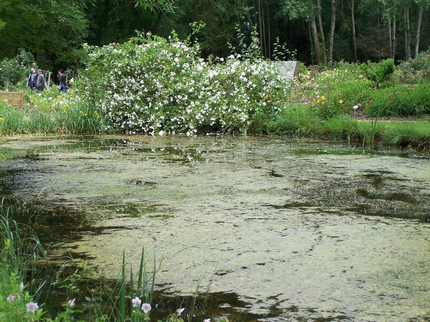 Jardin à l'anglaise dans la cité de la Rose de Doué-la-Fontaine (Maine-et-Loire)