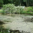 Jardin à l'anglaise dans la cité de la Rose de Doué-la-Fontaine (Maine-et-Loire)