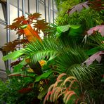 Jardin au pied d'immeubles/ METZ (Moselle)