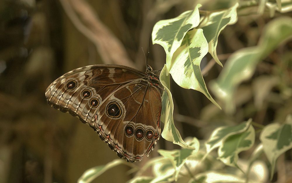 Jardin aux papillons