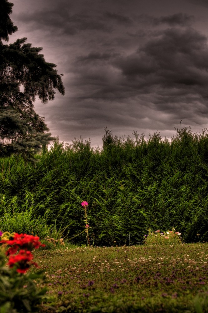 jardin avant la pluie