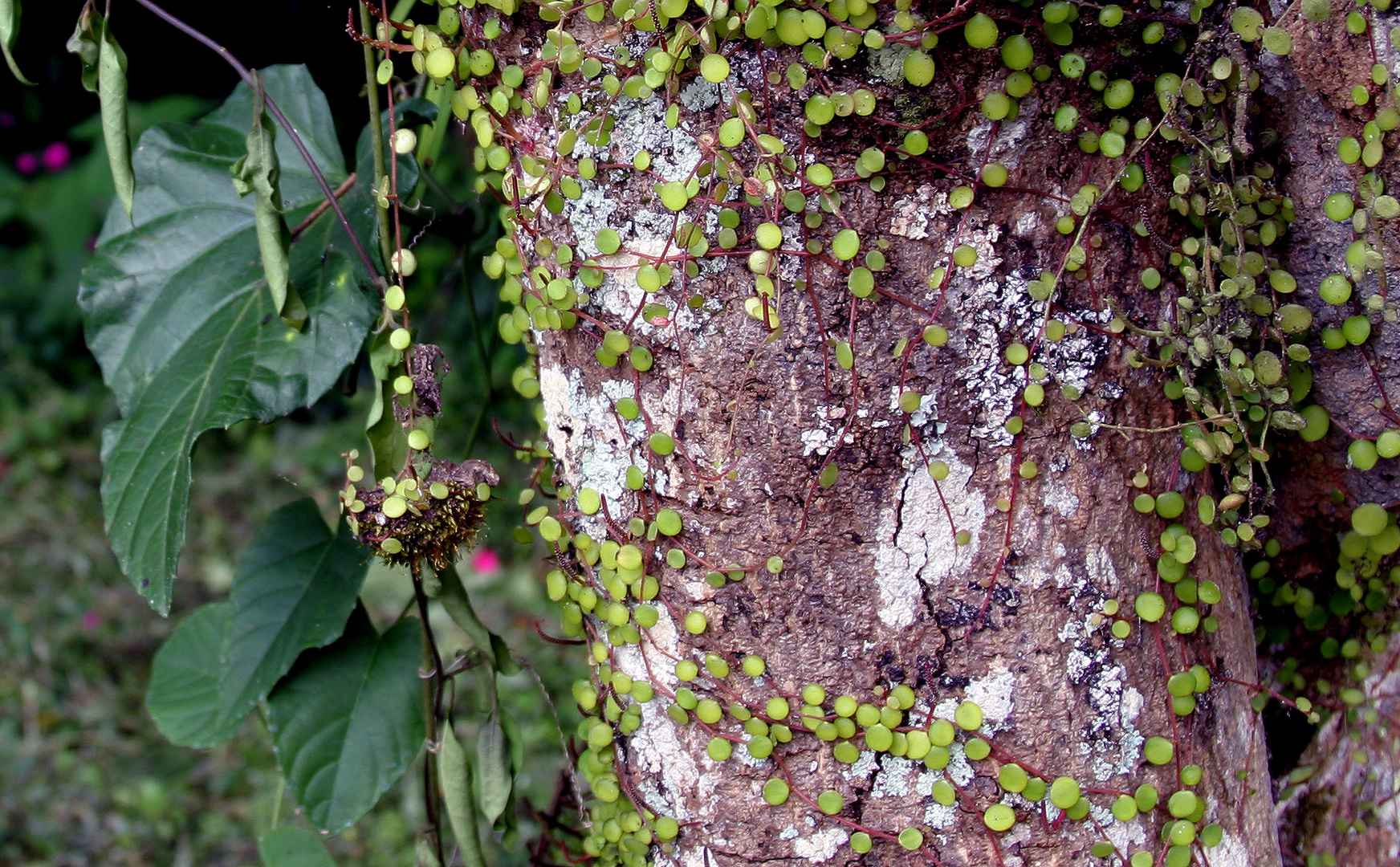 Jardin Bio-Botánico 5