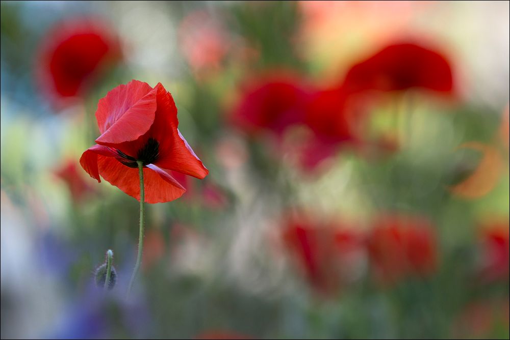 Jardin Bonheur 