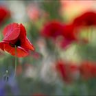 Jardin Bonheur 