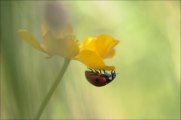 Jardin Bonheur ... fin