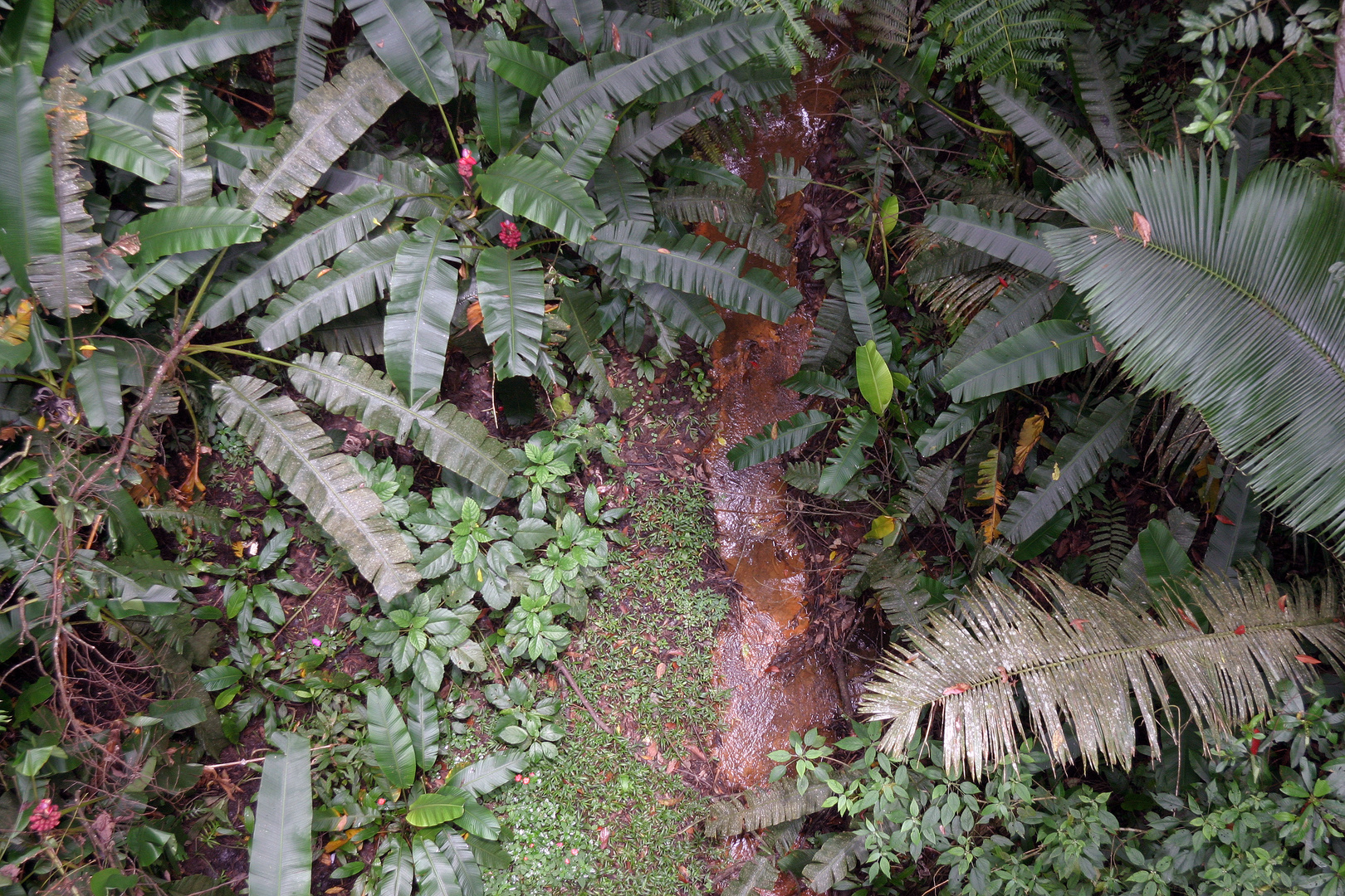 Jardin Botánico 1