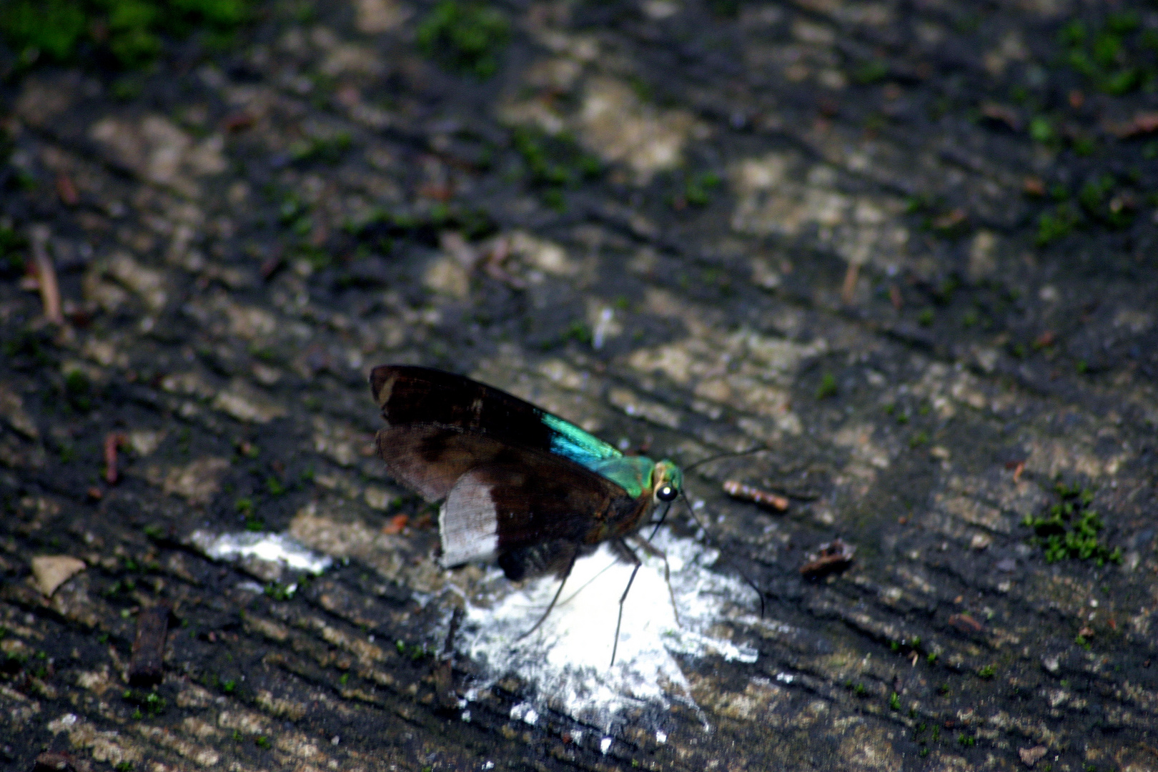 Jardín Botánico 16