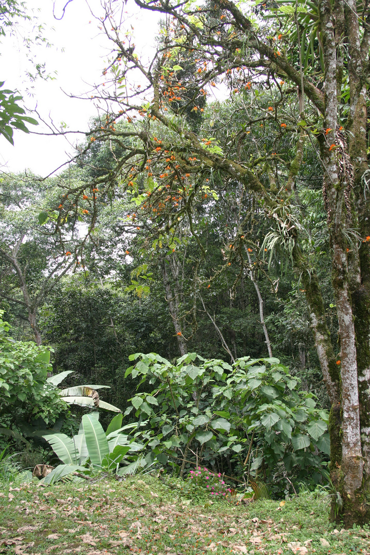 Jardin botanico 3