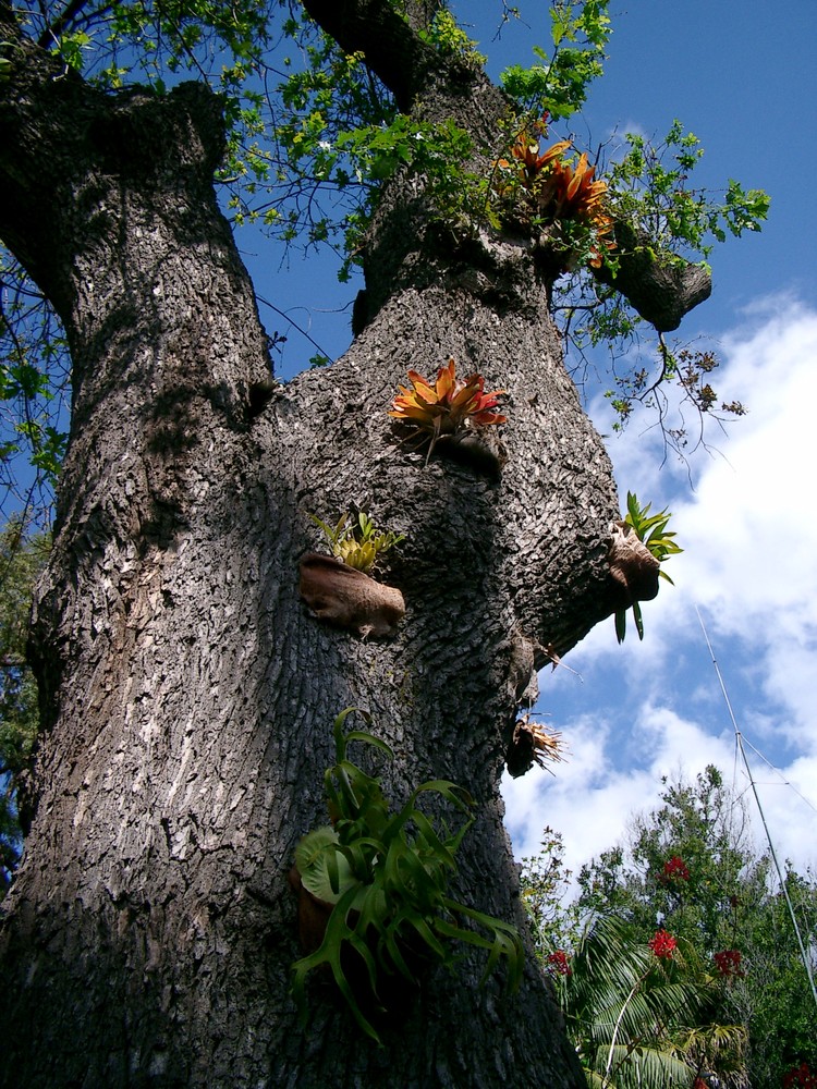 Jardin Botanico