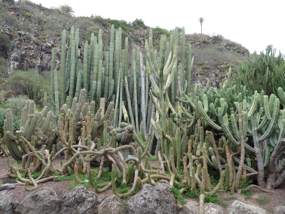 Jardín Botánico Canario 2