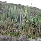 Jardín Botánico Canario 2