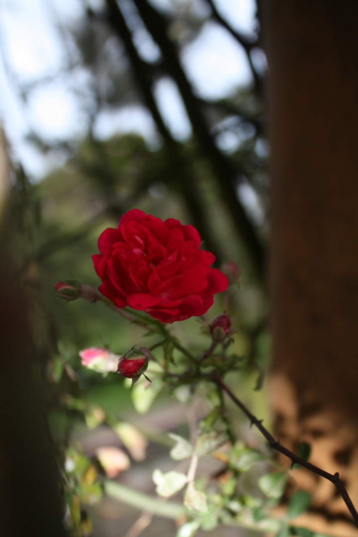 Jardin Botanico de Bogotá