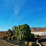 Jardin Botanico de Cactus