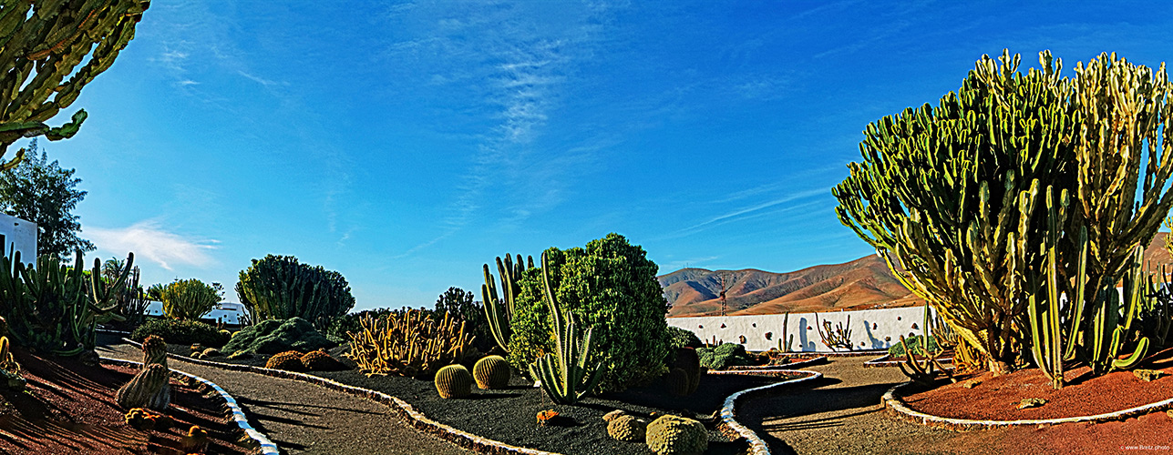 Jardin Botanico de Cactus