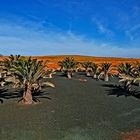 Jardin Botanico de Cactus ²