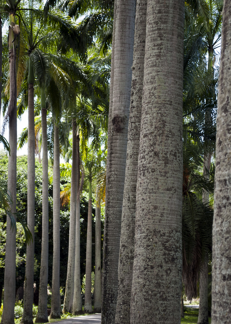 Jardín Botánico de Caracas