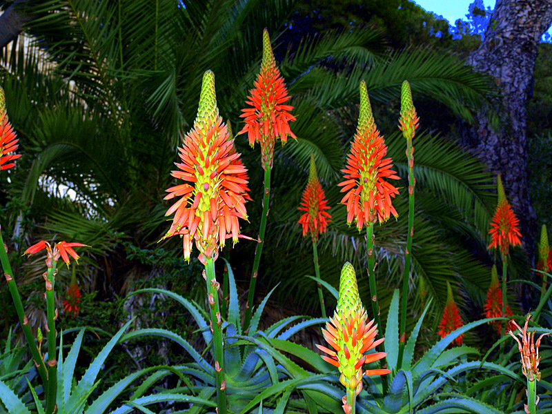 jardin botanico de Gibraltar