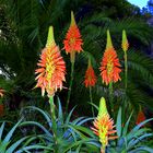 jardin botanico de Gibraltar