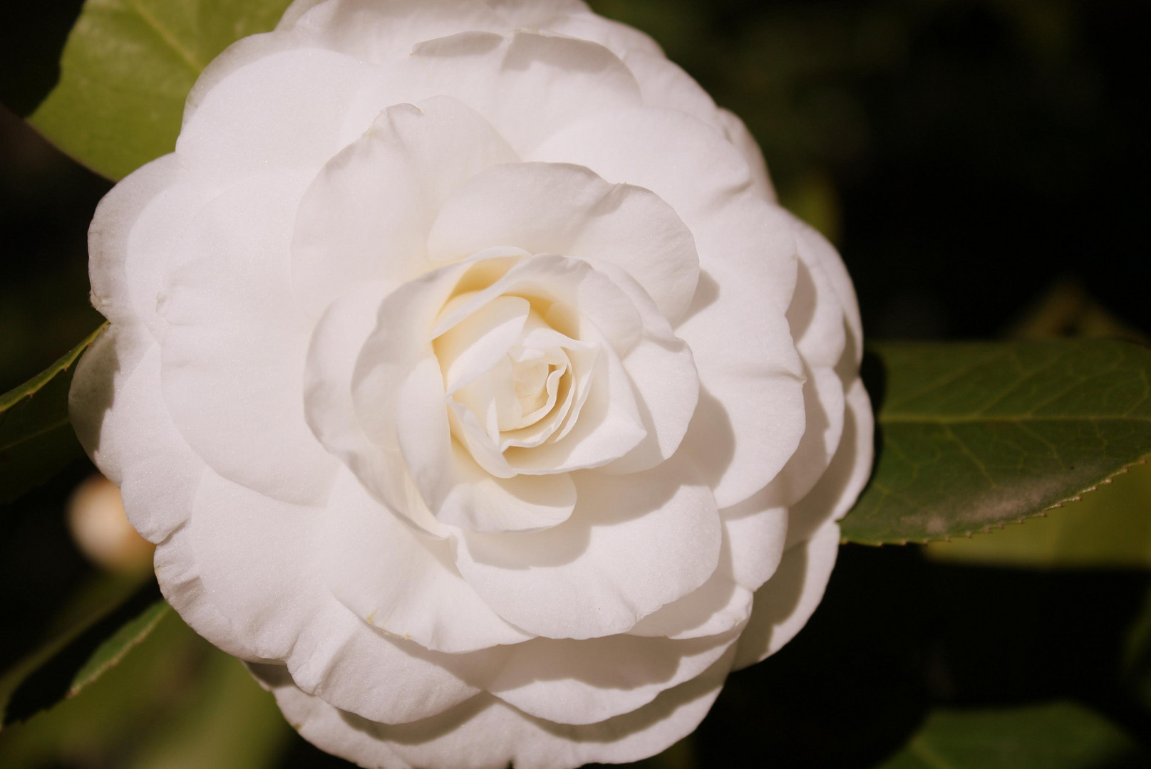 Jardin Botanico de Madrid