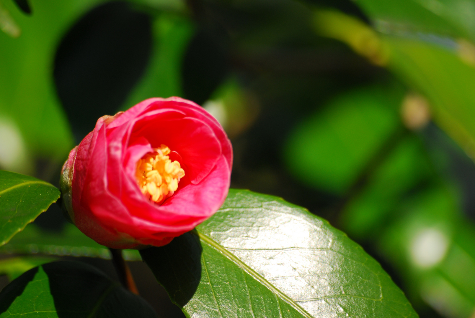 Jardin Botanico del Atlantico