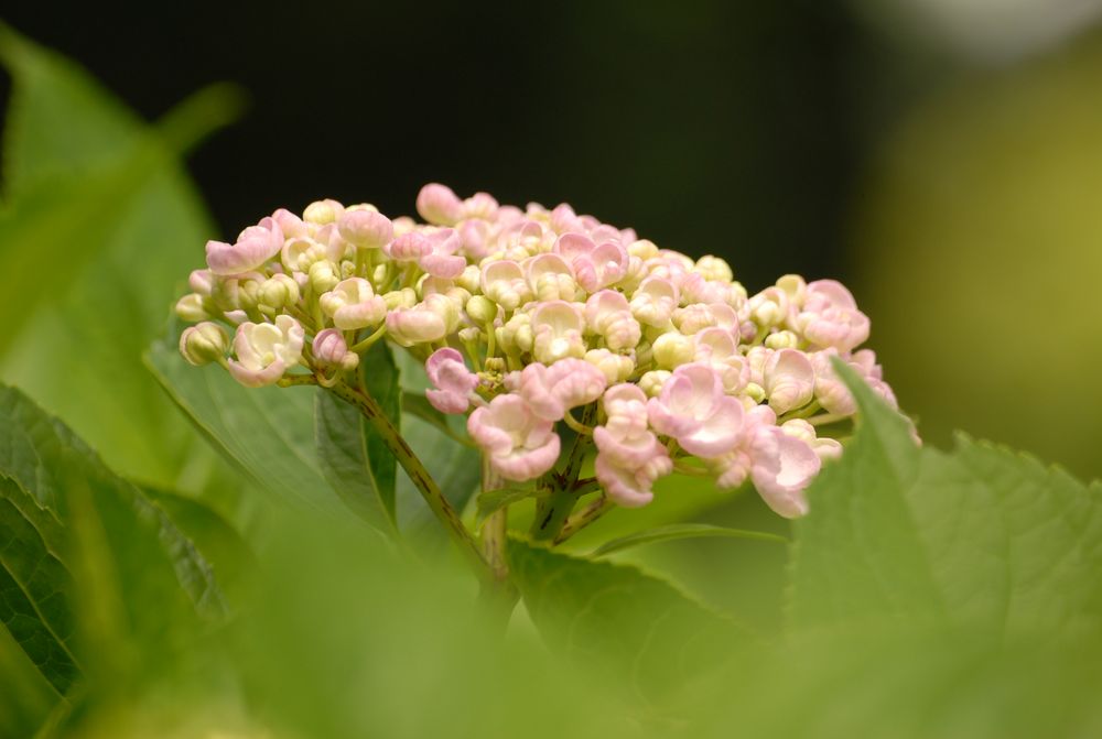 Jardin Botanico, Gijon.( 2)