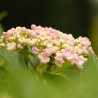 Jardin Botanico, Gijon.( 2)