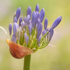 Jardin Botanico, Gijon ( 3 )